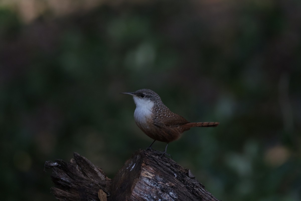 Canyon Wren - ML646857262