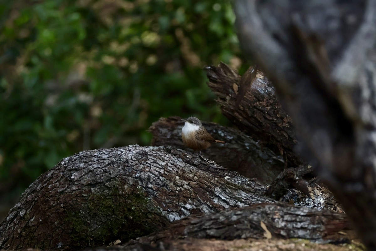 Canyon Wren - ML646857263