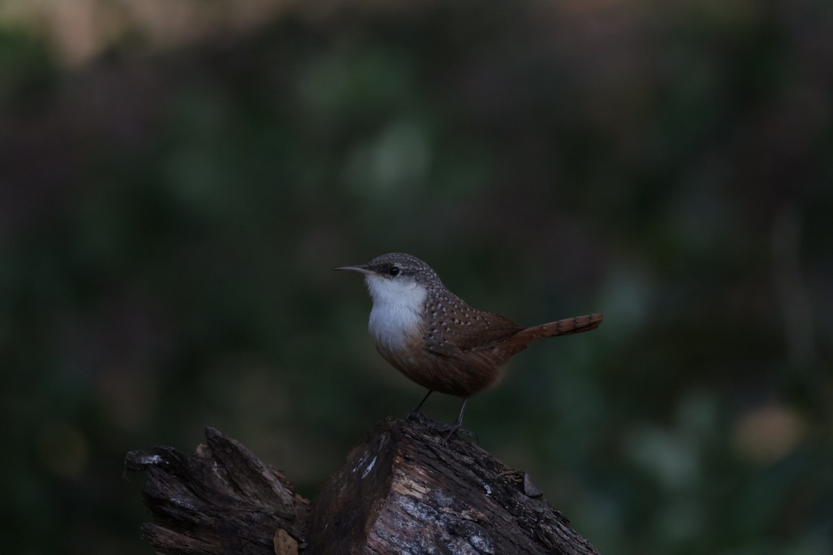 Canyon Wren - ML646857264