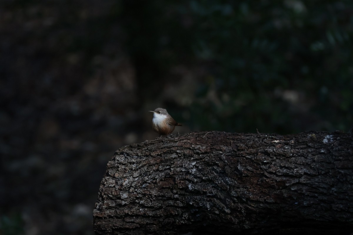 Canyon Wren - ML646857265