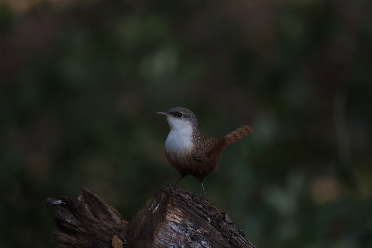 Canyon Wren - ML646857266