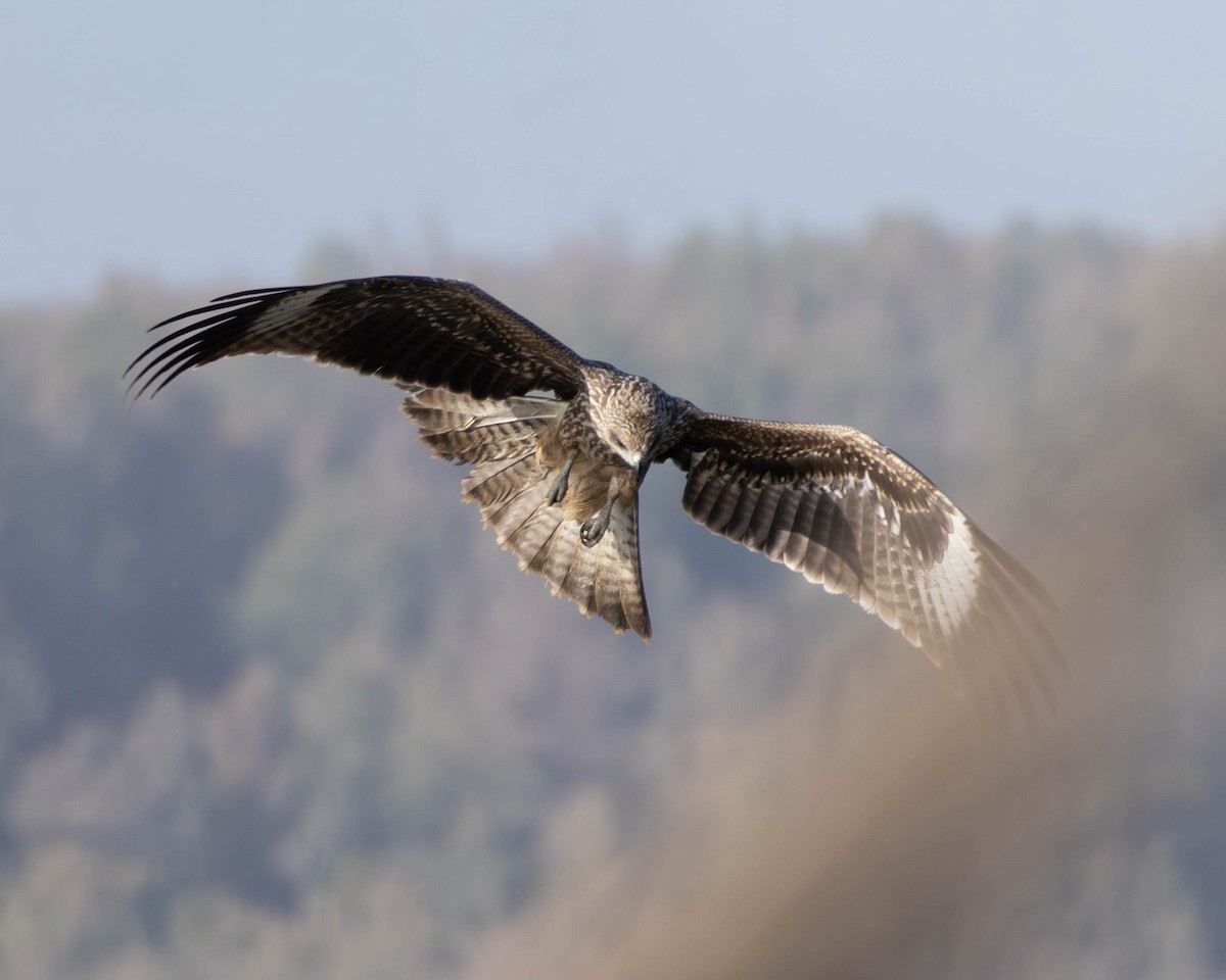 Black Kite - ML646857268
