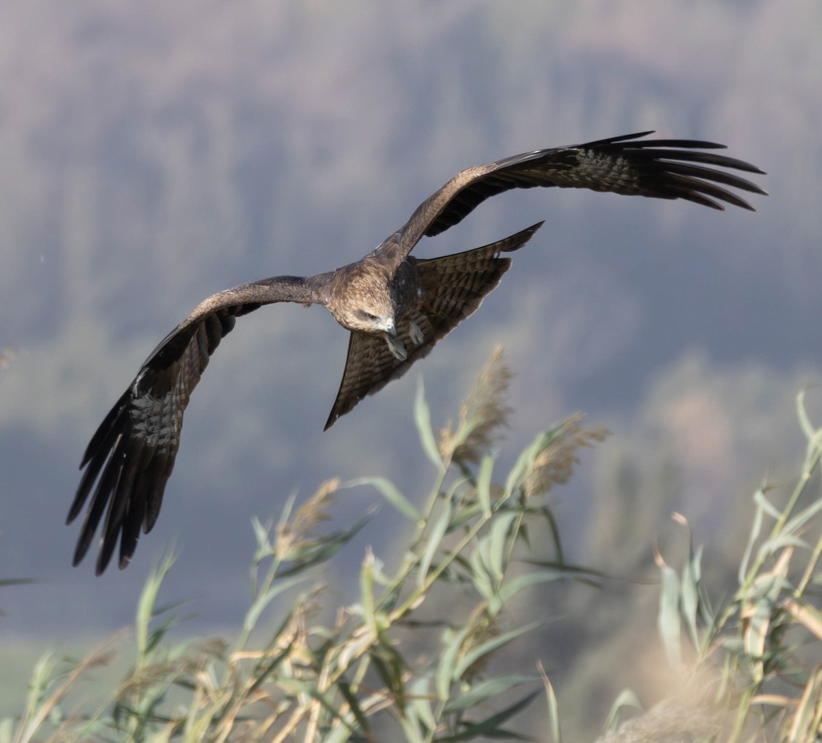 Black Kite - ML646857269