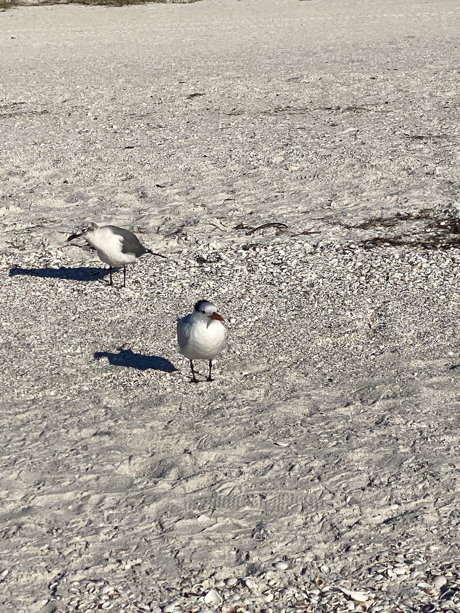 Royal Tern - ML646857271