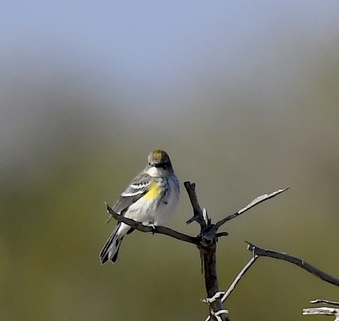 Yellow-rumped Warbler - ML646857272