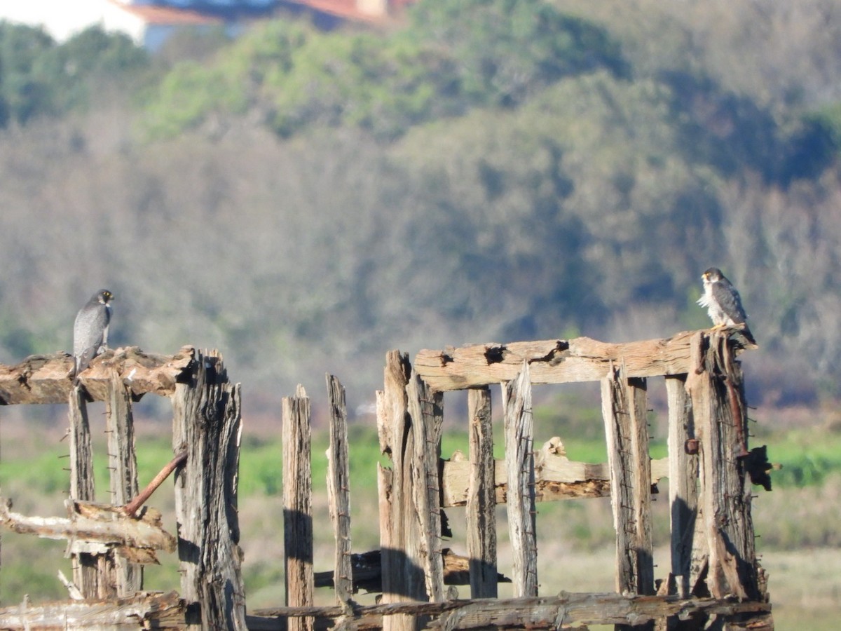 Peregrine Falcon - ML646857273