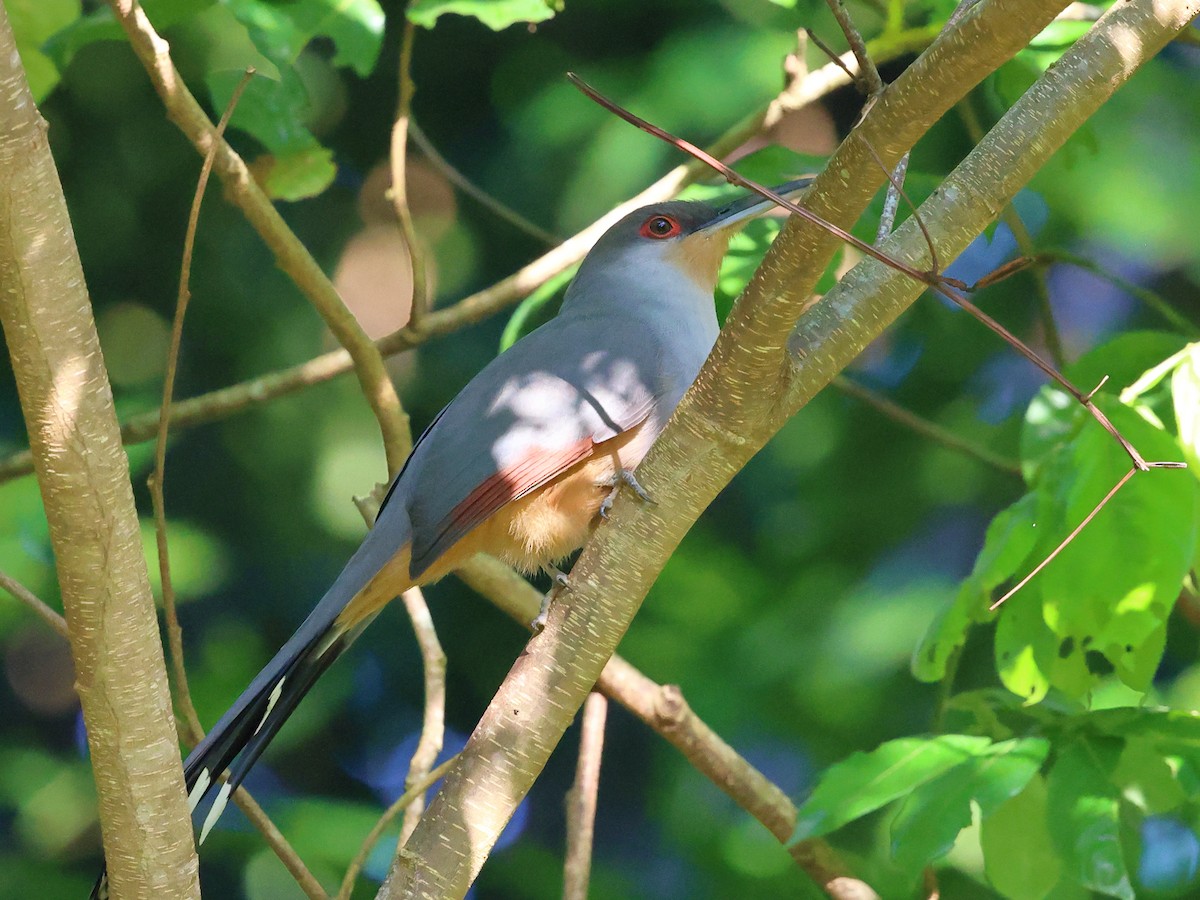Hispaniolan Lizard-Cuckoo - ML646857275