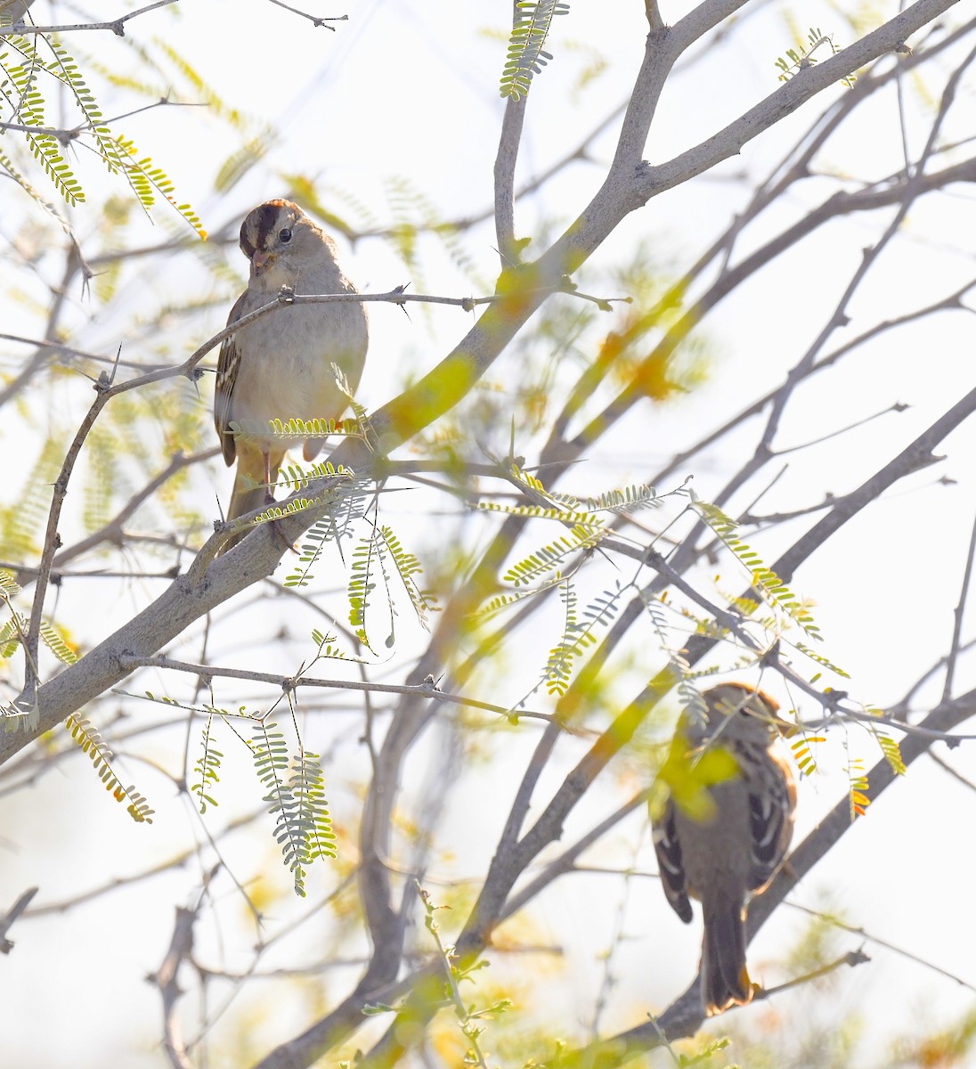 Dachsammer - ML646857276