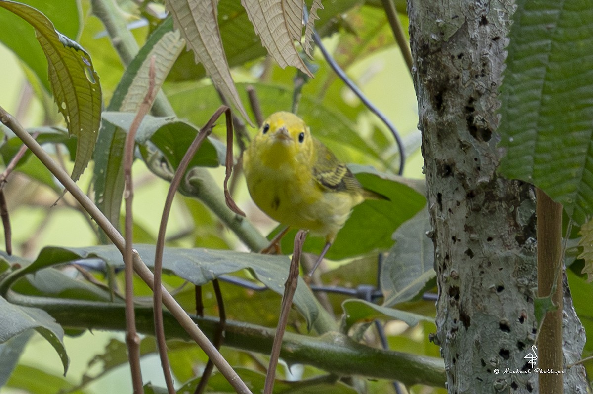 Northern Yellow Warbler - ML646857277
