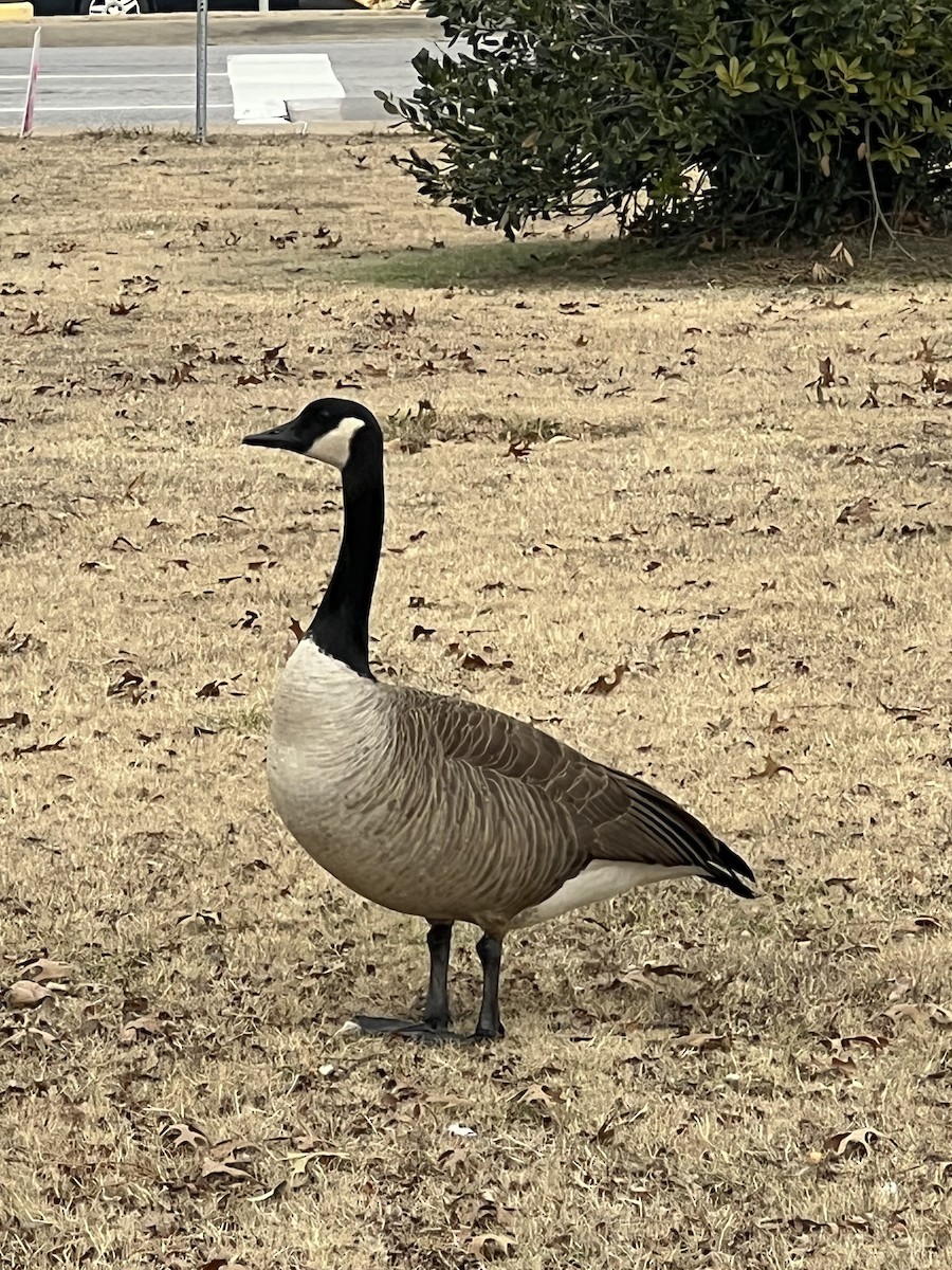 Canada Goose - ML646857278