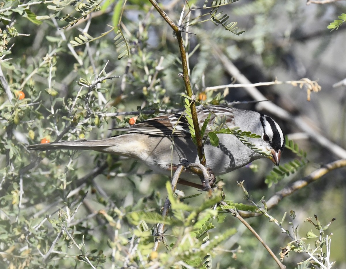 Dachsammer - ML646857279