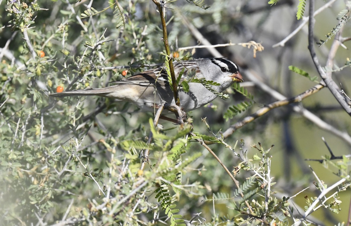 Dachsammer - ML646857280