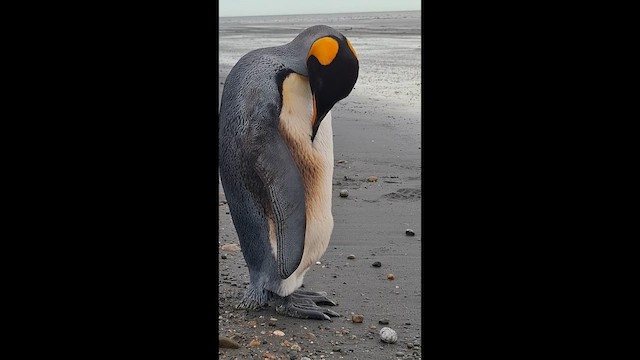 King Penguin - ML646857281