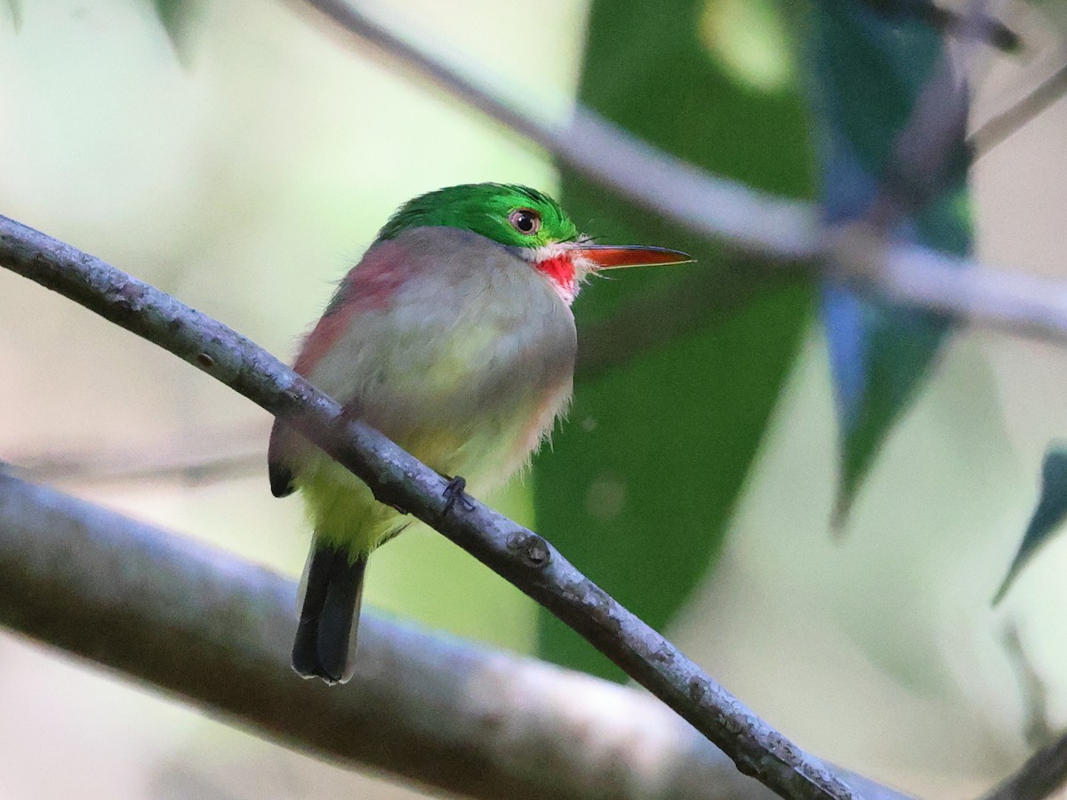 Barrancolí Picogrueso - ML646857282