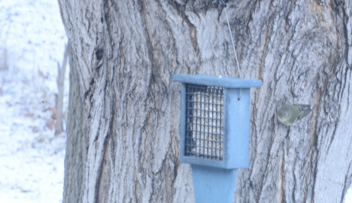 Ruby-crowned Kinglet - ML646857283