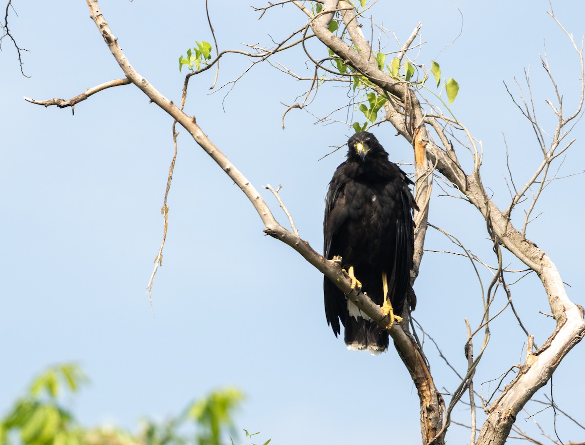 Great Black Hawk - ML646857285
