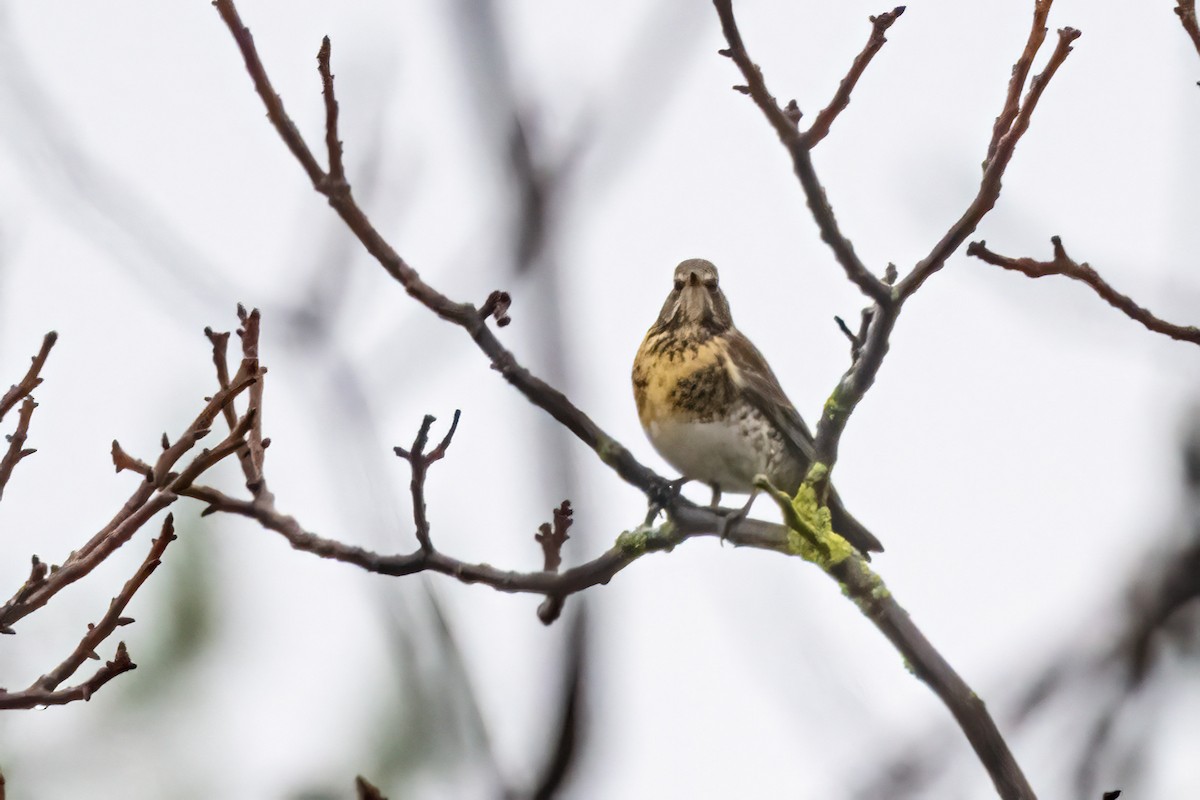 Fieldfare - ML646857289