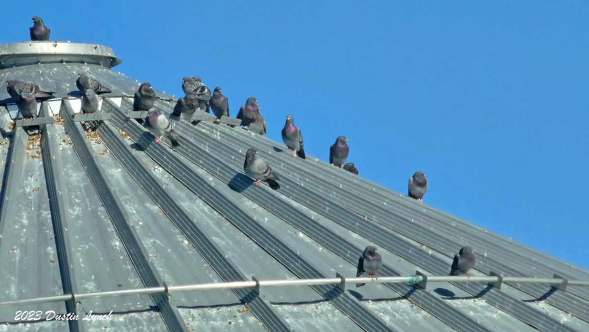 Голуб сизий (міський) - ML646857294