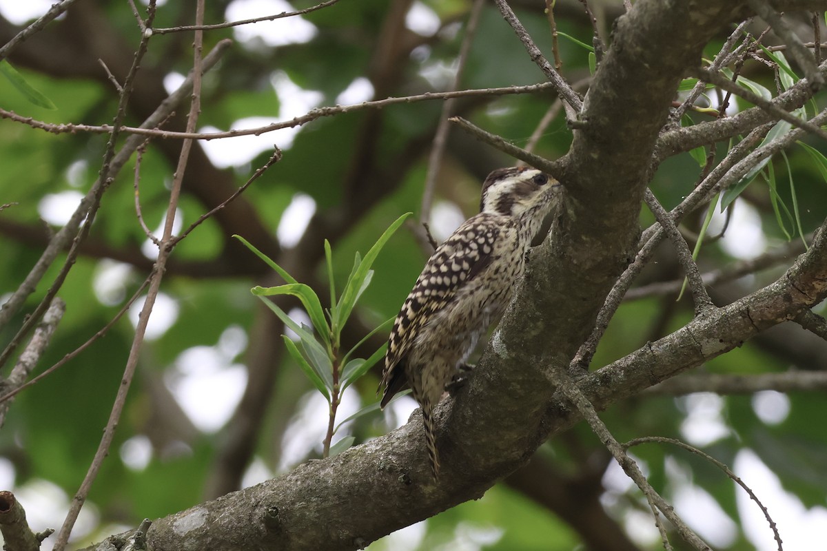 Полосатохвостый дятел - ML646857295