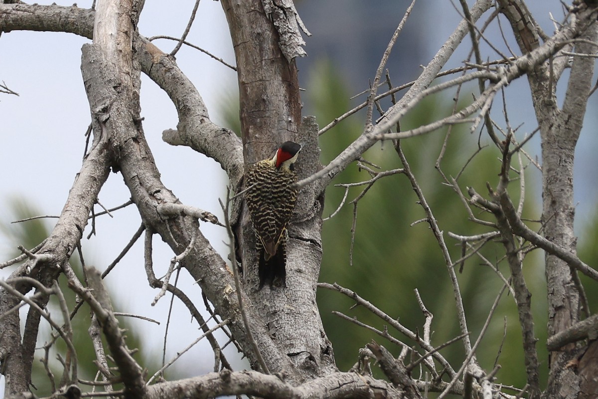 Grünbindenspecht - ML646857296