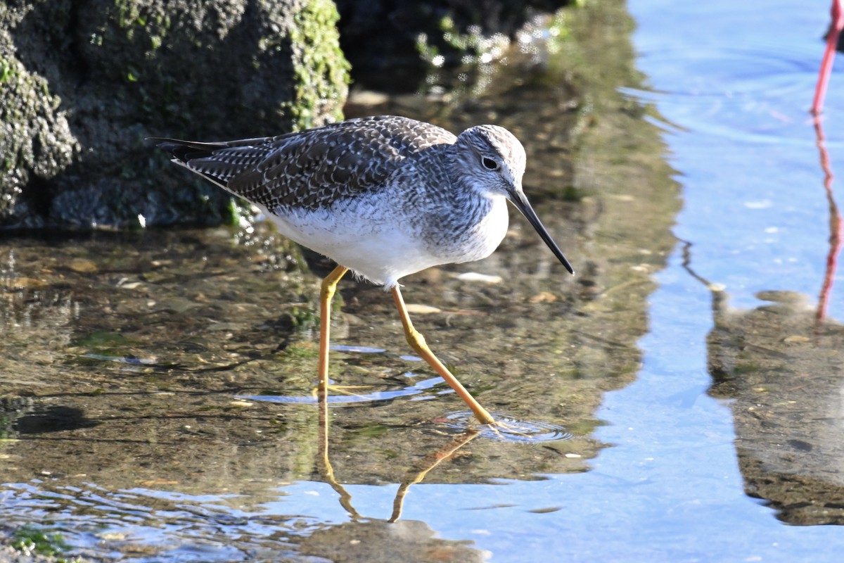 ביצנית עקודה - ML646857300