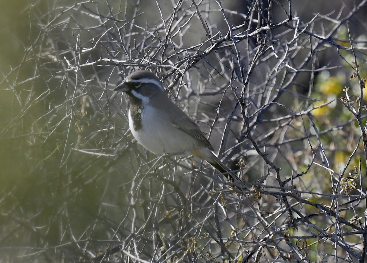 Black-throated Sparrow - ML646857301