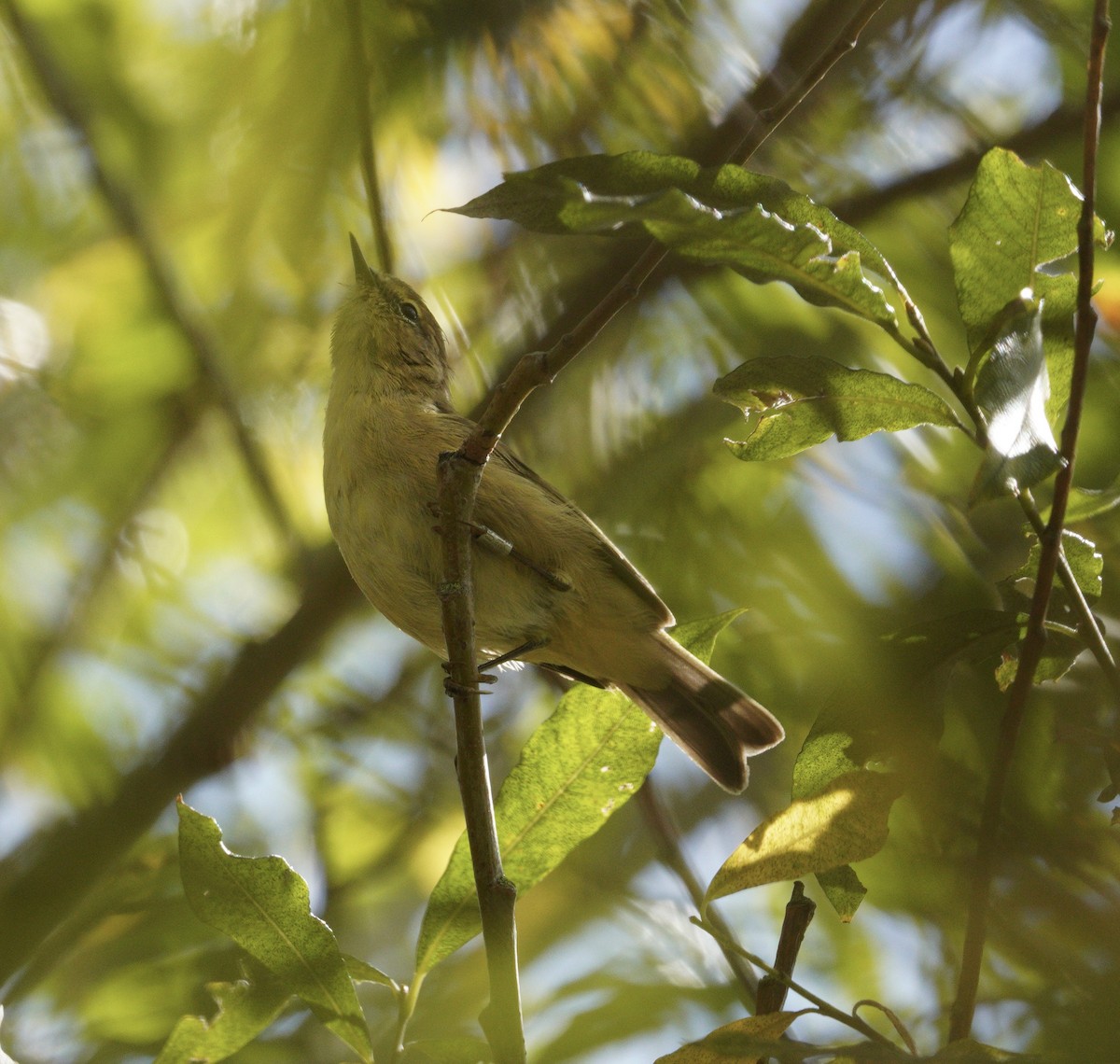Common Chiffchaff - ML646857302