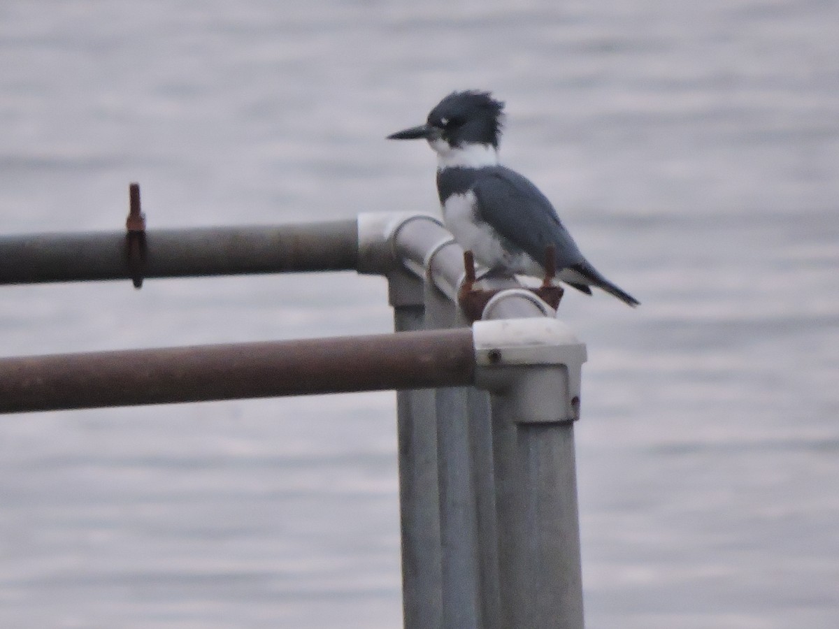 rybařík pruhoprsý - ML646857303