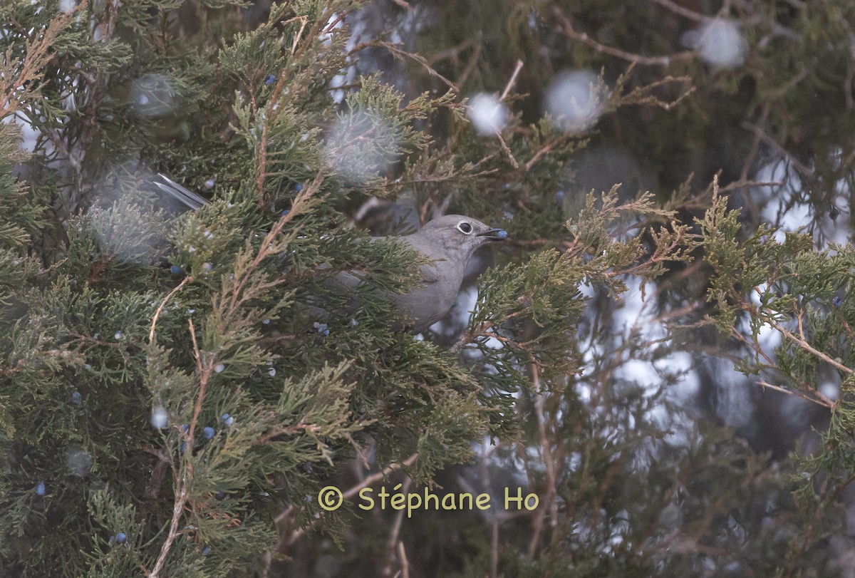 Townsend's Solitaire - ML646857304