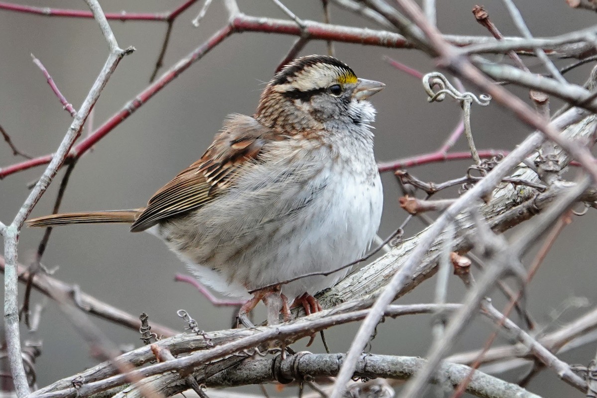 White-throated Sparrow - ML646857306
