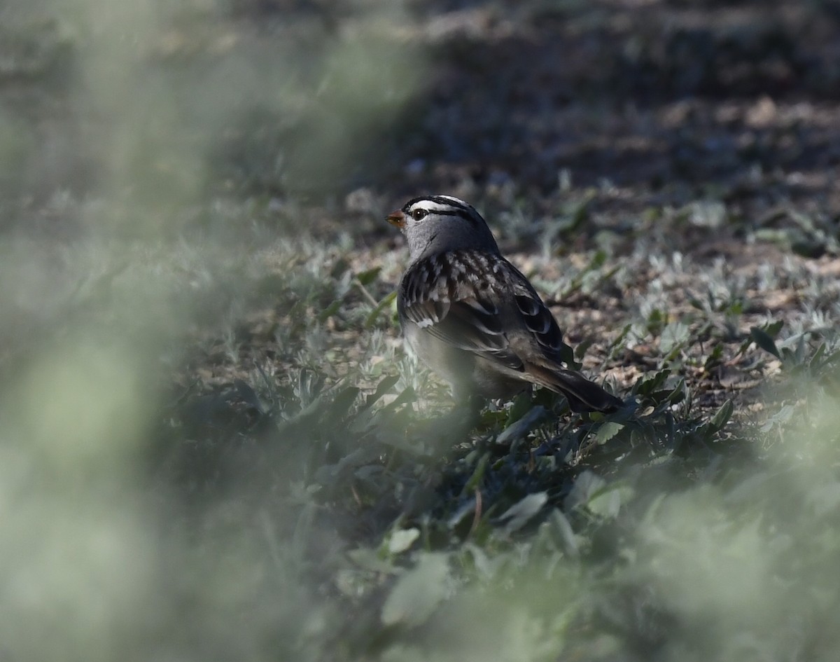 Dachsammer - ML646857307