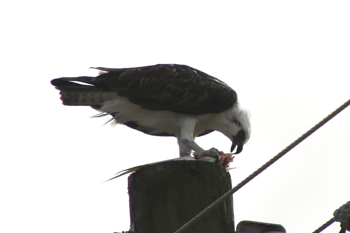 ミサゴ - ML646857308