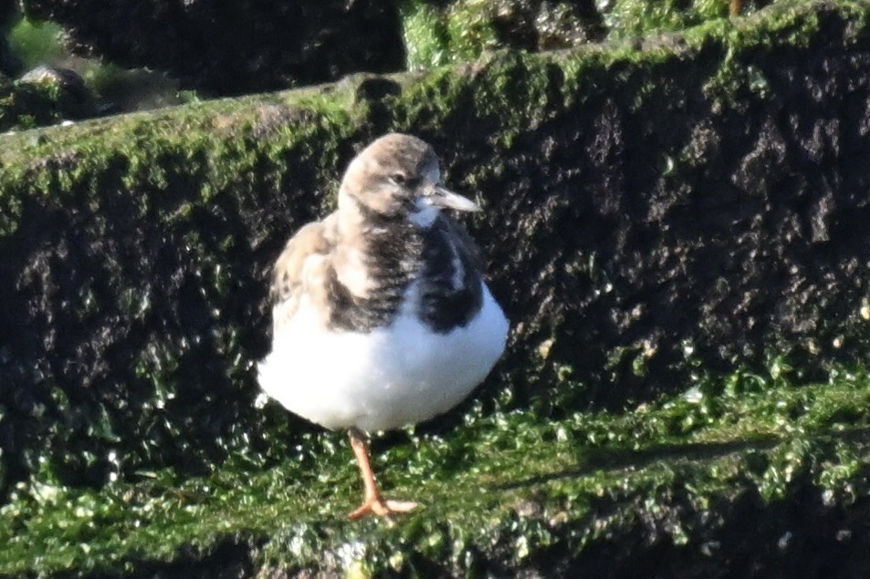 ארנריה אדמונית - ML646857310