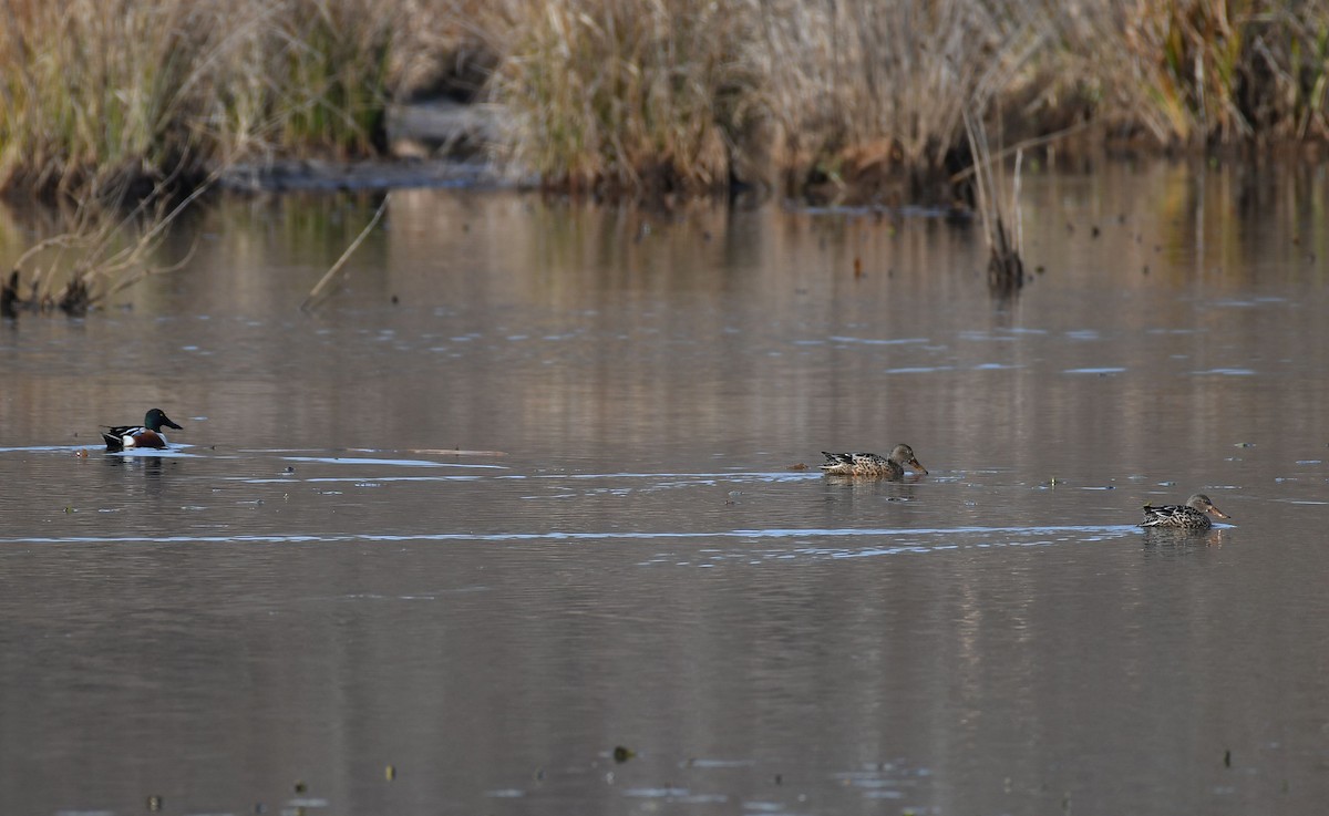 Northern Shoveler - ML646857311