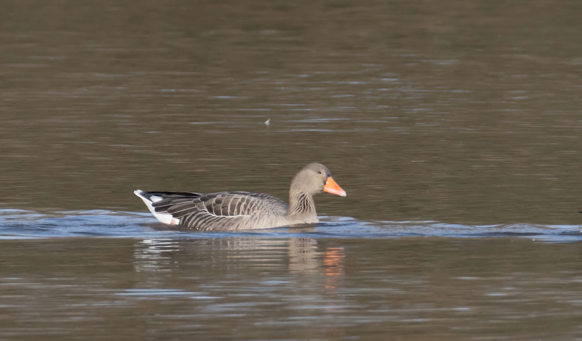 Graylag Goose - ML646857312