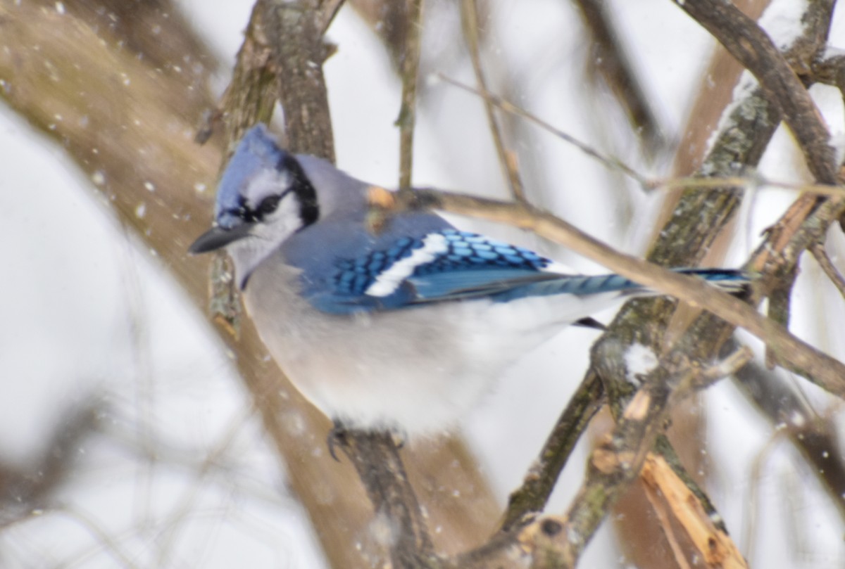 Blue Jay - ML646857313