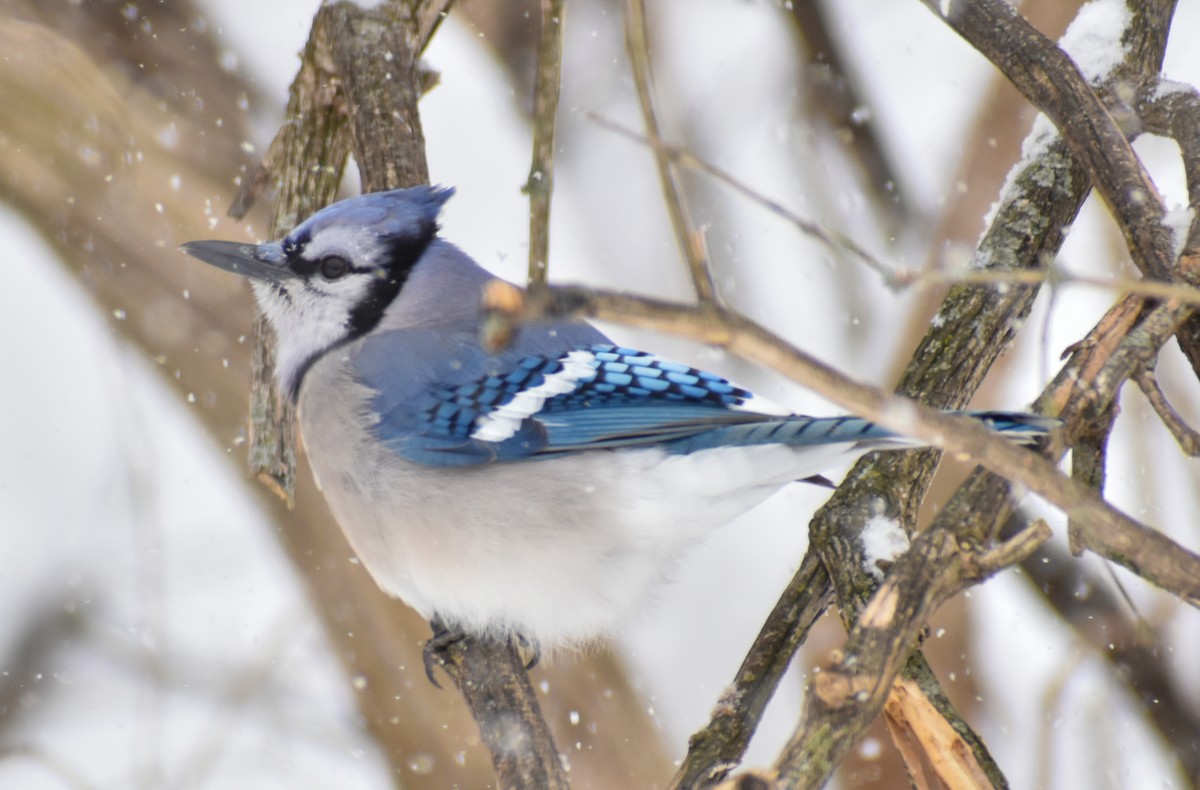 Blue Jay - ML646857314