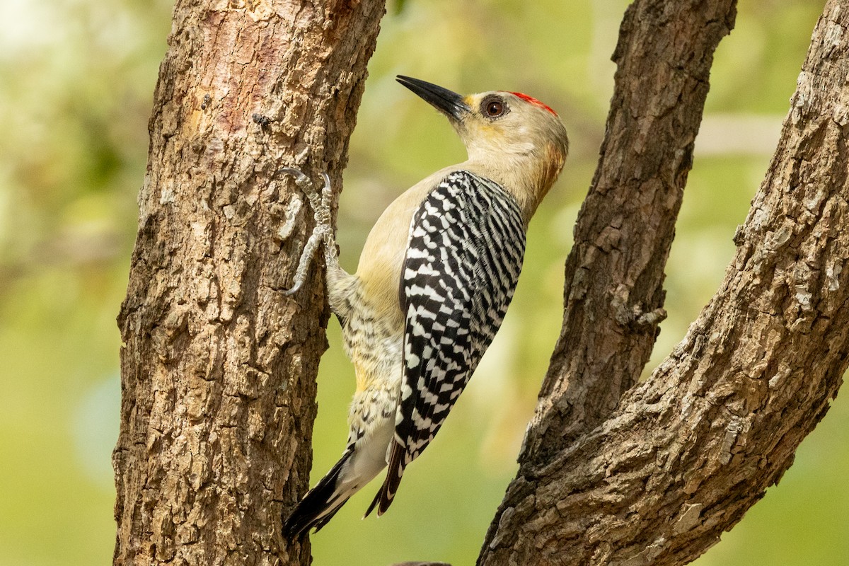 Красношапочный дятел - ML646857319