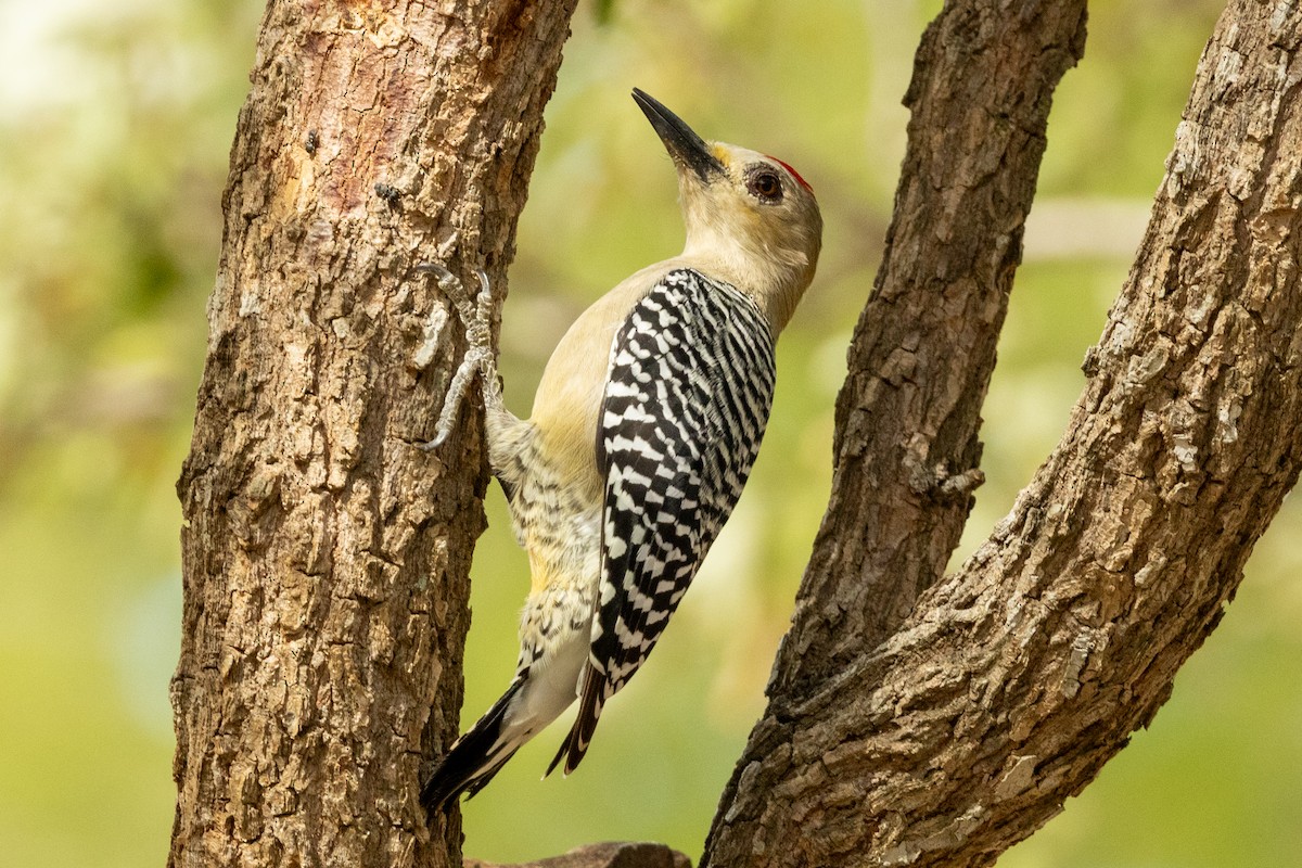 Красношапочный дятел - ML646857320