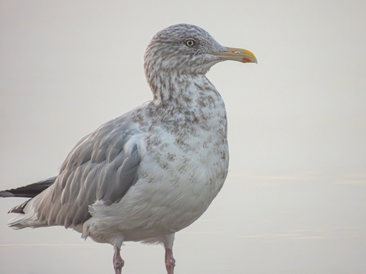 American Herring Gull - ML646857321
