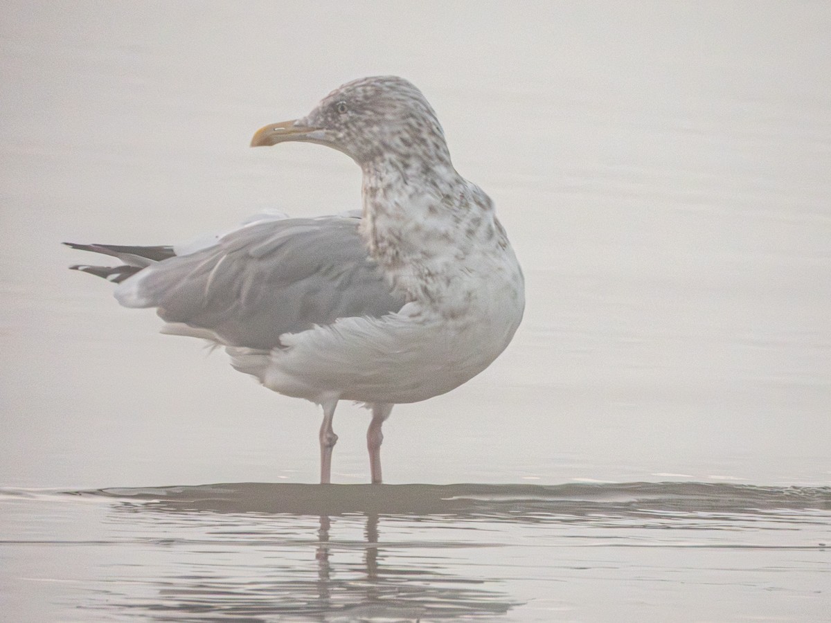 American Herring Gull - ML646857323