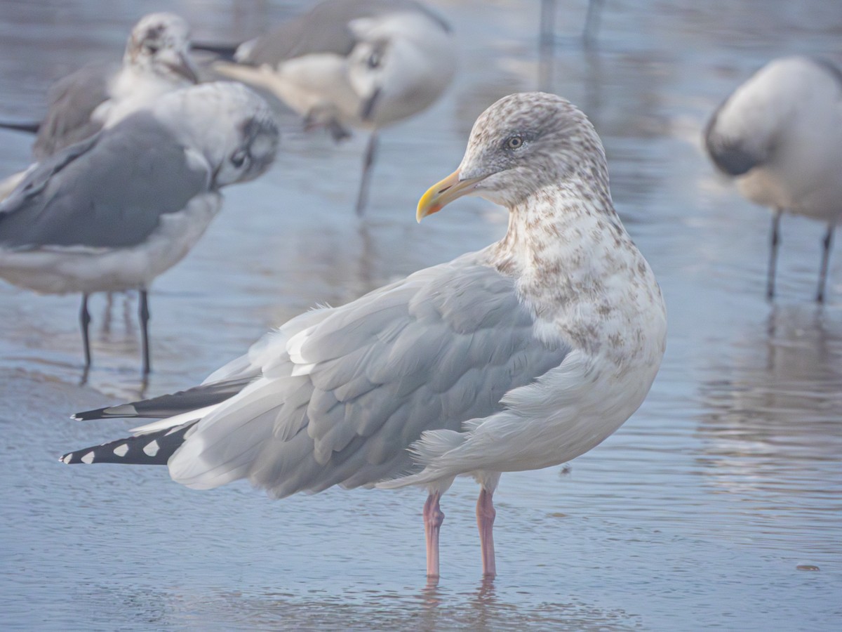 American Herring Gull - ML646857326