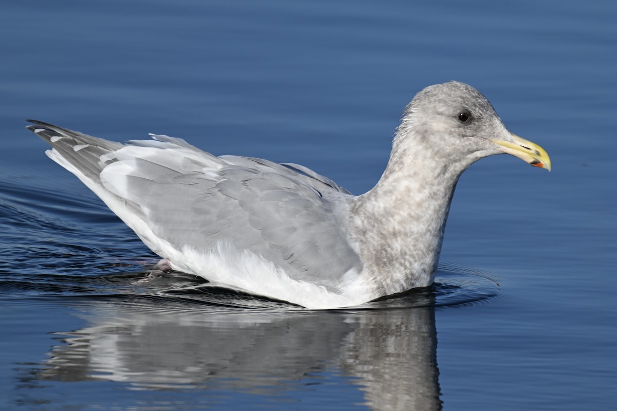 Gaviota de Bering - ML646857333