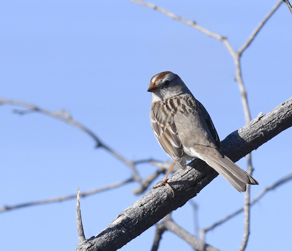 Dachsammer - ML646857337