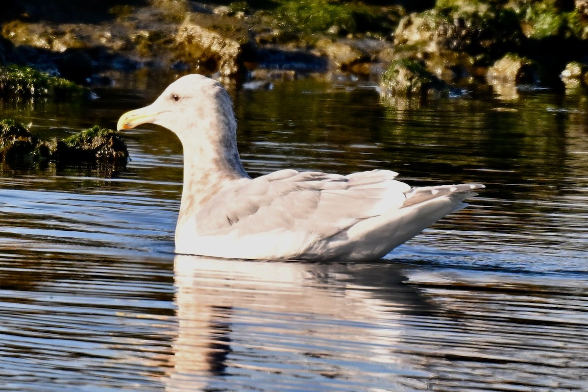 Gaviota de Bering - ML646857338