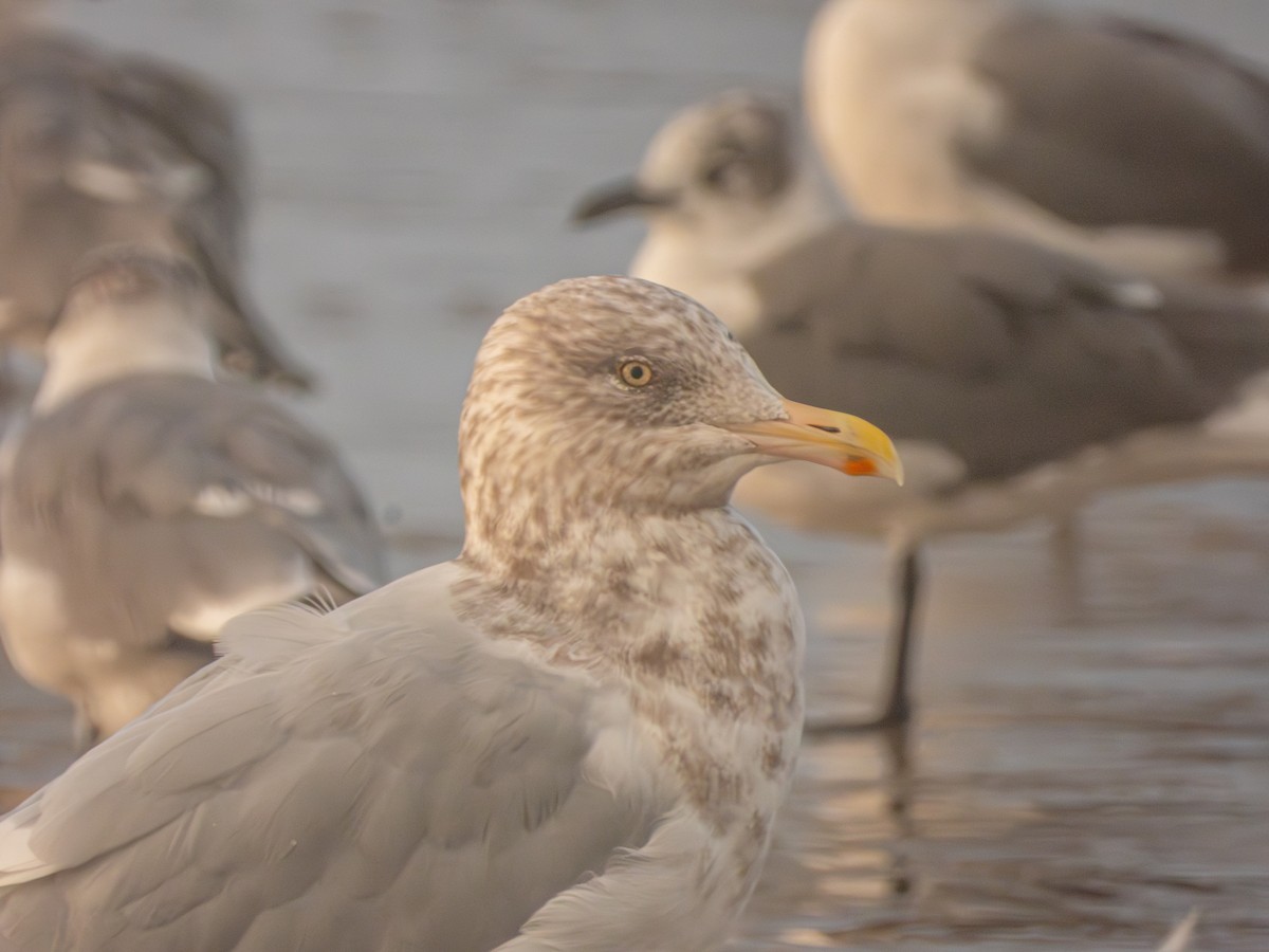 American Herring Gull - ML646857339