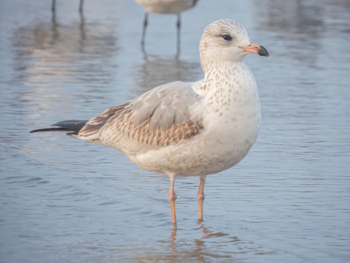 Ring-billed Gull - ML646857340
