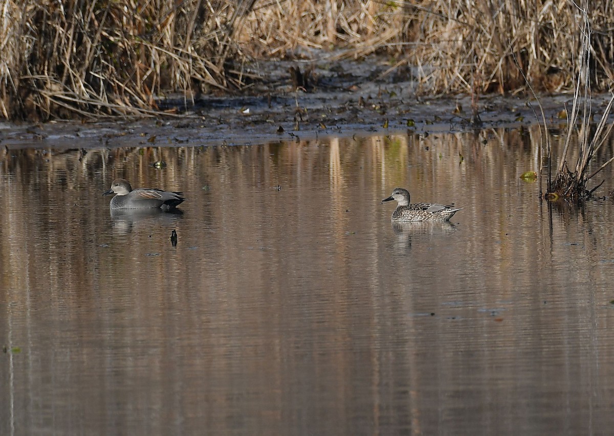 kopřivka obecná - ML646857345
