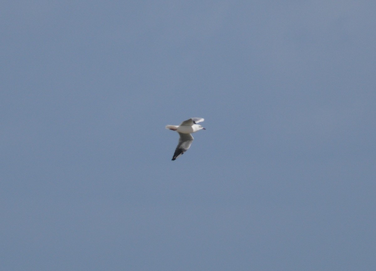 Black-headed Gull - ML646857346