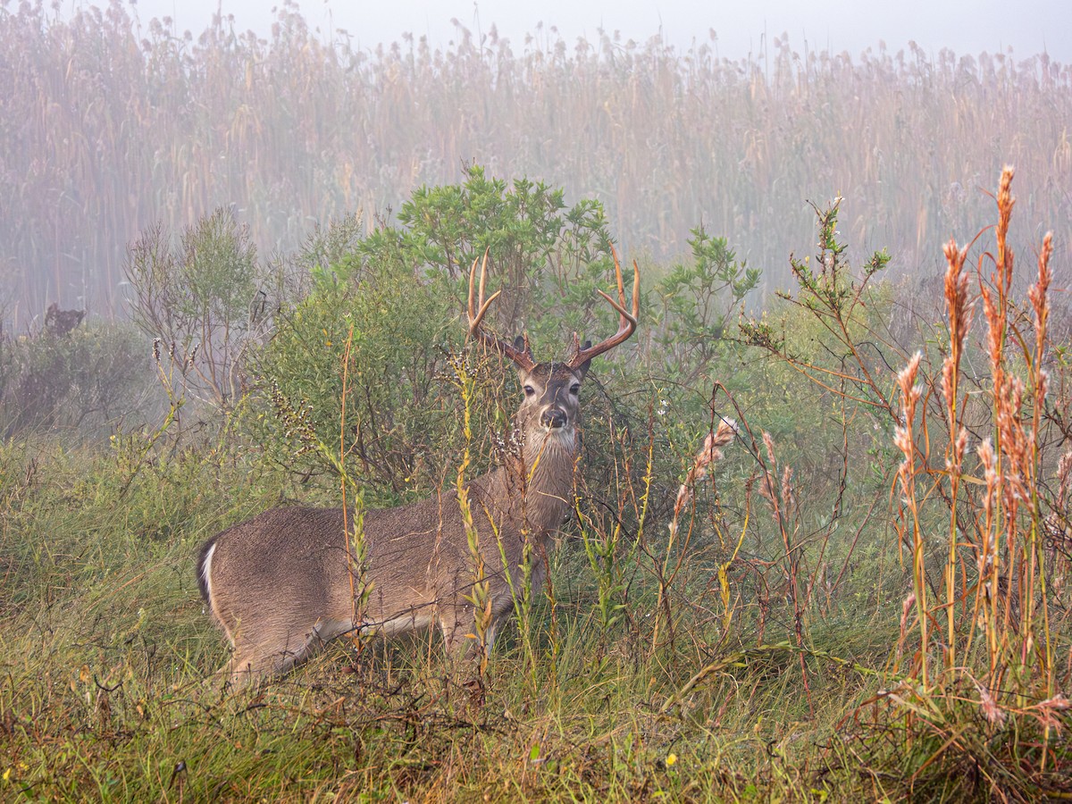 白尾鹿 - ML646857347
